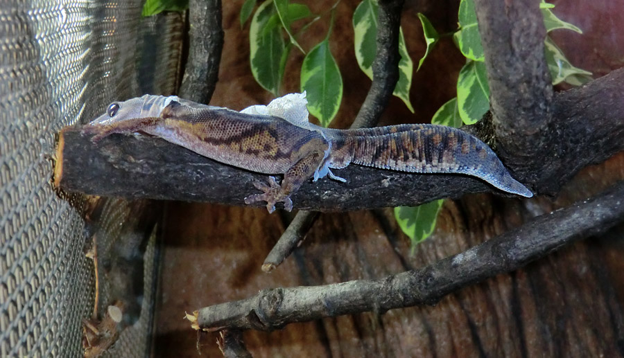 Samtgecko im Wuppertaler Zoo im Februar 2014