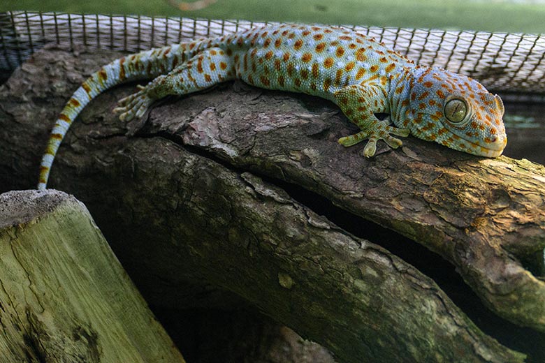 Tokeh am 14. Oktober 2022 in einem Schaugehege im Terrarium im Wuppertaler Zoo