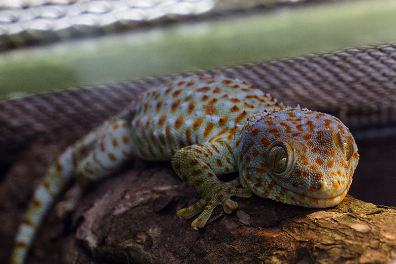 Tokeh am 14. Oktober 2022 in einem Schaugehege im Terrarium im Grünen Zoo Wuppertal