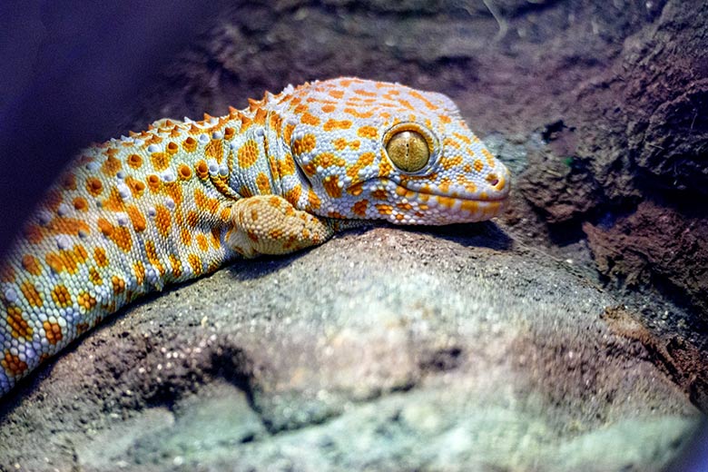 Erster Tokeh am 10. Januar 2023 in einem Schaugehege im Terrarium im Grünen Zoo Wuppertal