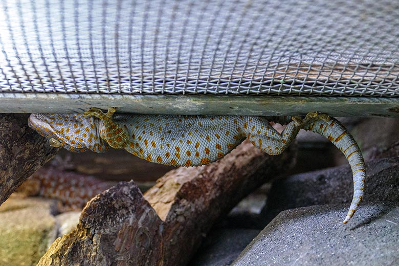 Zweiter Tokeh am 10. Januar 2023 kopfüber in einem Schaugehege im Terrarium im Zoologischen Garten Wuppertal