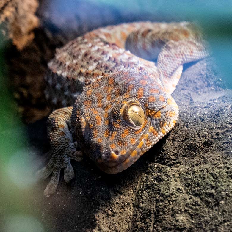 Tokeh am 8. Februar 2023 im Terrarium im Zoologischen Garten Wuppertal