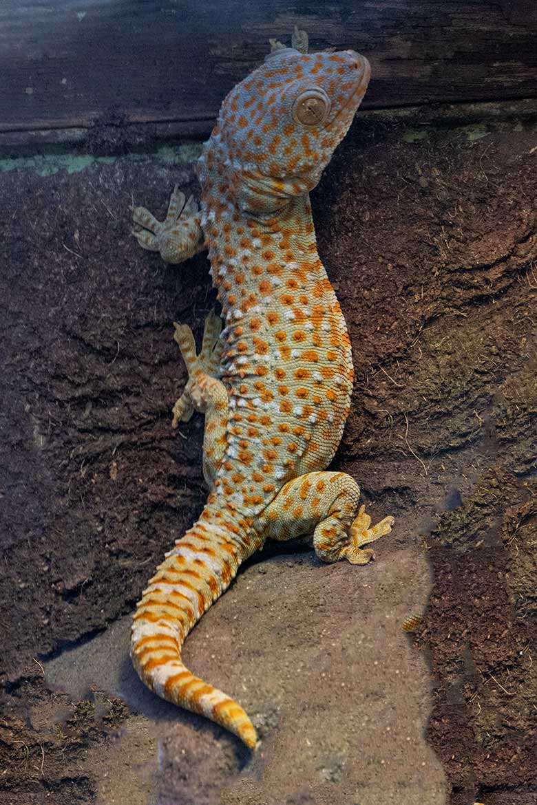 Tokeh am 15. März 2023 in einem Schaugehege im Terrarium im Wuppertaler Zoo