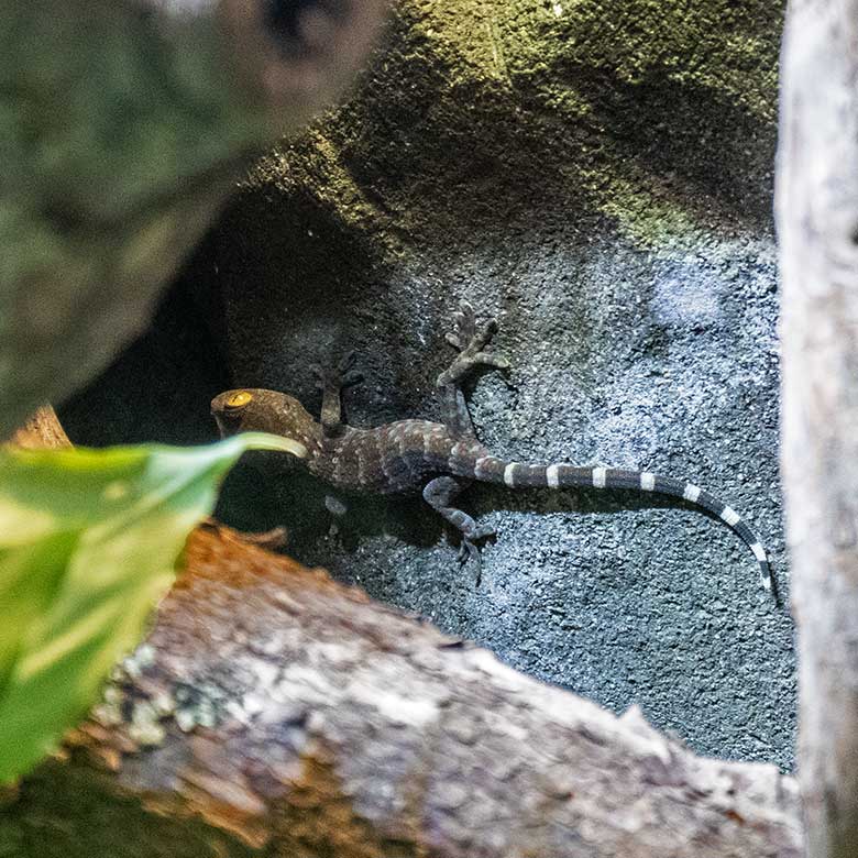 Tokeh-Jungtier am 2. November 2023 in einem Schaugehege im Terrarium im Grünen Zoo Wuppertal