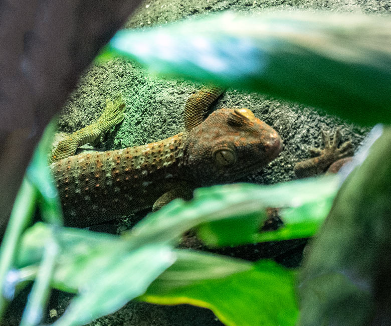 Tokeh-Jungtier am 17. Januar 2024 in einem Schaugehege im Terrarium im Grünen Zoo Wuppertal