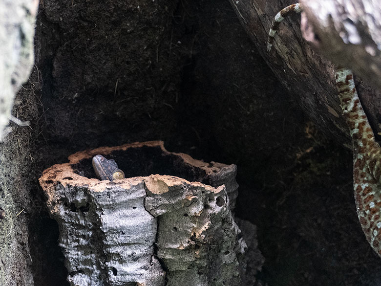 Tokeh-Jungtier am 7. Juni 2024 in einem Schaugehege im Terrarium im Grünen Zoo Wuppertal