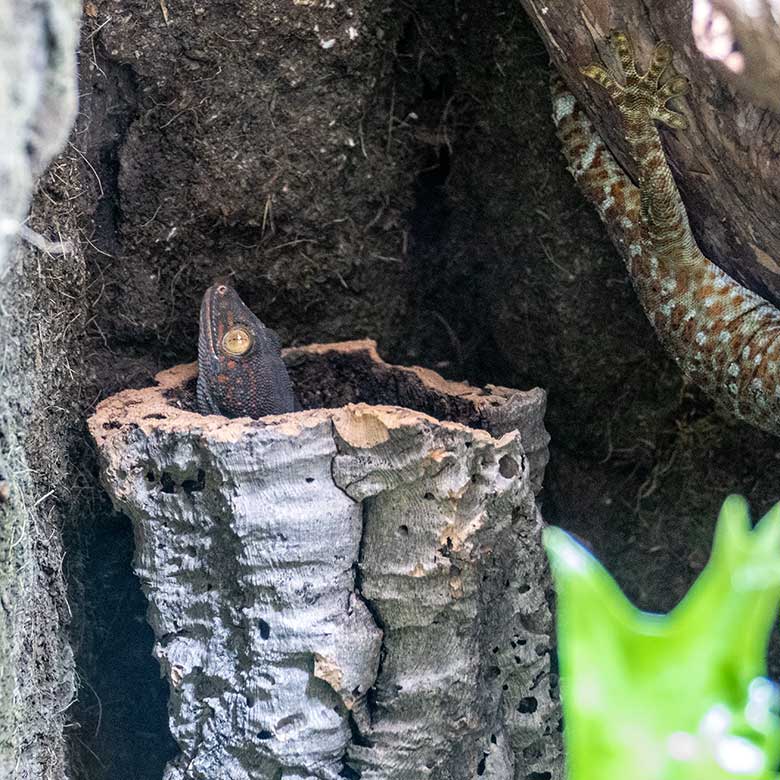 Tokeh-Jungtier am 7. Juni 2024 in einem Schaugehege im Terrarium im Wuppertaler Zoo