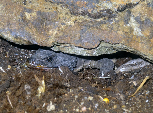 Mosambique-Gürtelschweif im September 2015 im Terrarium im Zoologischen Garten der Stadt Wuppertal