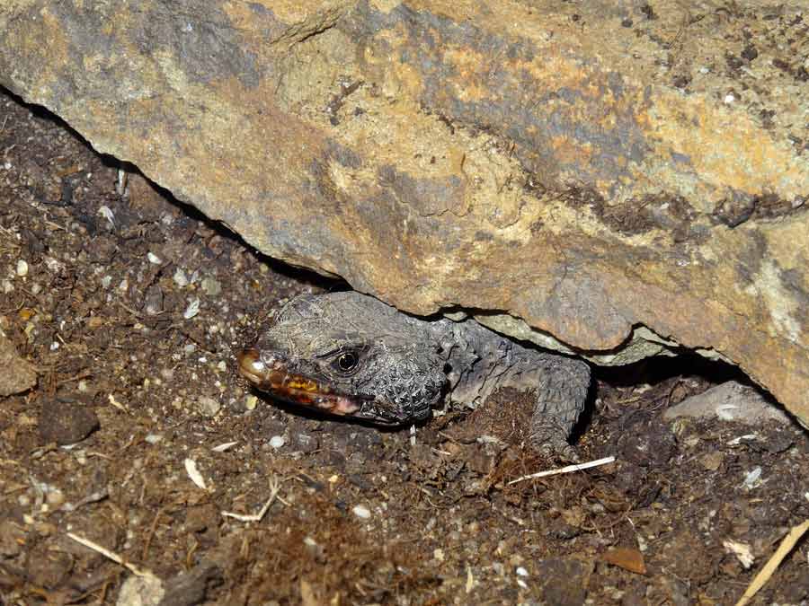 Mosambique Gürtelschweif im Zoologischen Garten Wuppertal im September 2015