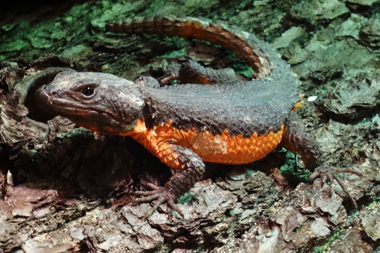 Mosambique Gürtelschweif am 27. Mai 2016 im Terrarium im Großkatzenhaus im Zoologischen Garten der Stadt Wuppertal