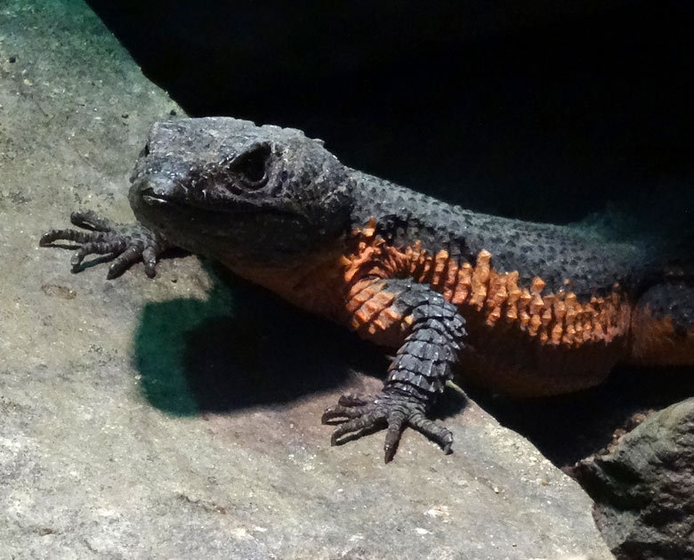 Mosambik-Gürtelschweif am 20. Mai 2017 im Terrarium im Großkatzenhaus im Zoologischen Garten Wuppertal