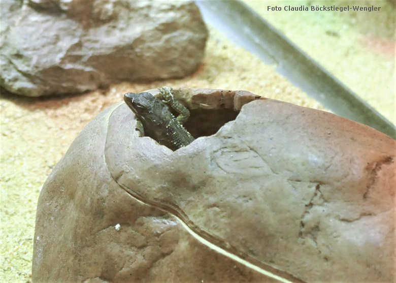 Mosambik-Gürtelschweif-Jungtier am 29. September 2017 im Schaugehege im Großkatzenhaus im Grünen Zoo Wuppertal (Foto Claudia Böckstiegel-Wengler)