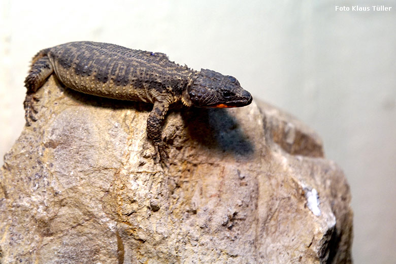 Weiblicher Mosambik-Gürtelschweif am 12. April 2019 im Schaugehege im Großkatzenhaus im Grünen Zoo Wuppertal (Foto Klaus Tüller)