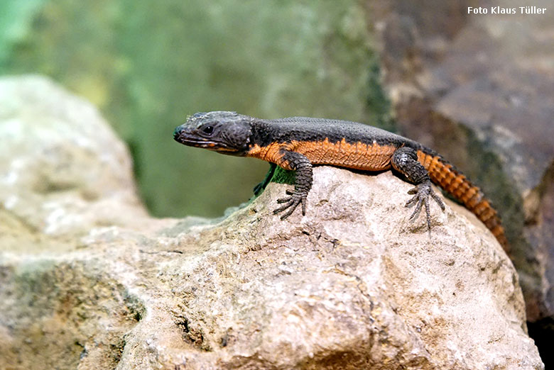 Männlicher Mosambik-Gürtelschweif am 12. April 2019 im Schaugehege im Großkatzenhaus im Wuppertaler Zoo (Foto Klaus Tüller)