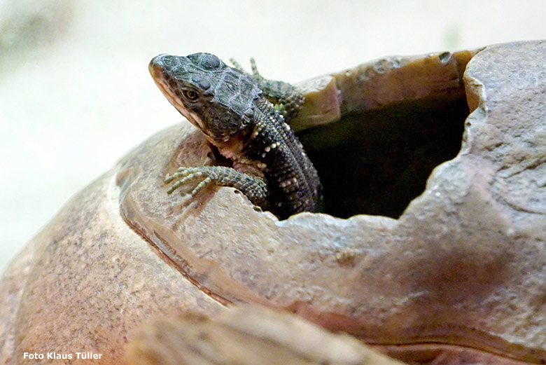 Mosambik-Gürtelschweif-Jungtier am 7. September 2019 im Schaugehege im Großkatzen-Haus im Grünen Zoo Wuppertal (Foto Klaus Tüller)