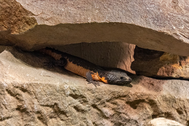 Mosambik-Gürtelschweif am 2. Oktober 2023 im Schau-Terrarium im Großkatzen-Haus im Wuppertaler Zoo