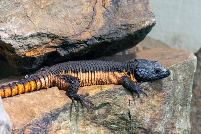 Mosambik-Gürtelschweif am 28. Oktober 2023 im Schau-Terrarium im Großkatzen-Haus im Zoologischen Garten Wuppertal