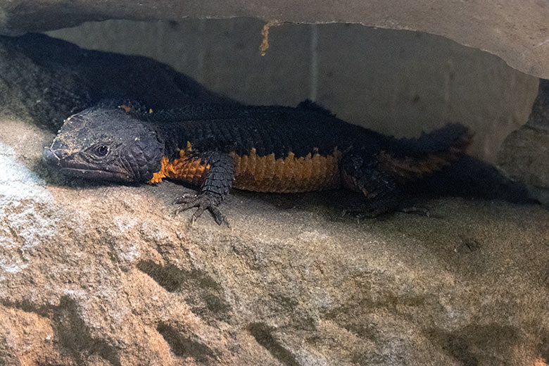 Männlicher Mosambik-Gürtelschweif am 20. Juli 2024 in einem Schaugehege im Großkatzen-Haus im Wuppertaler Zoo