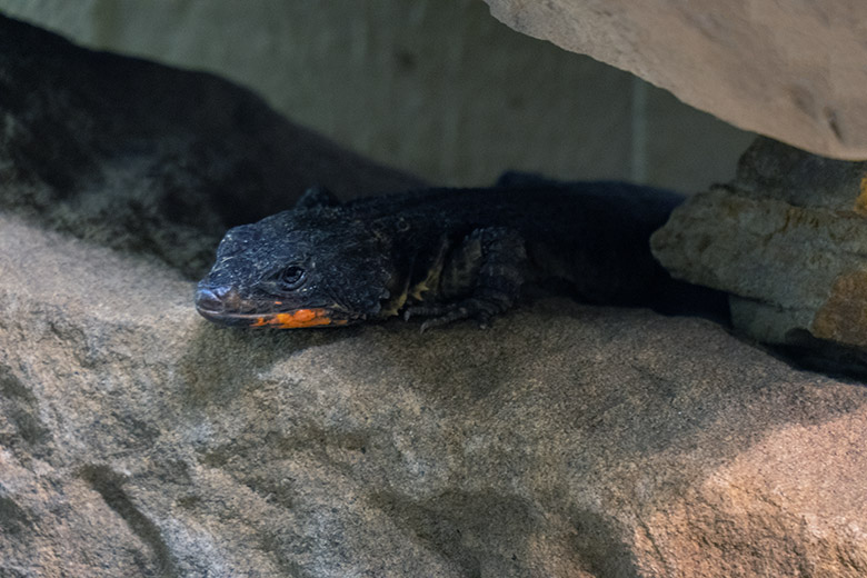 Weiblicher Mosambik-Gürtelschweif am 3. Dezember 2024 in einem Schaugehege im Großkatzen-Haus im Zoo Wuppertal