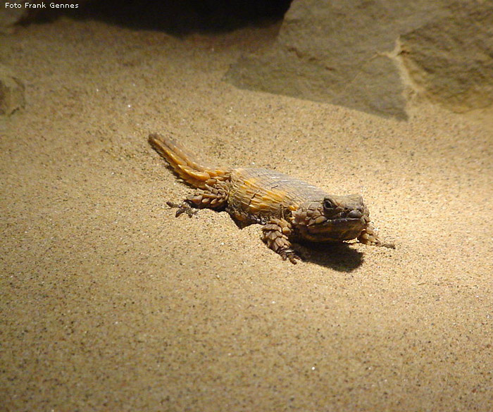 Panzergürtelschweif im Wuppertaler Zoo im Mai 2008 (Foto Frank Gennes)