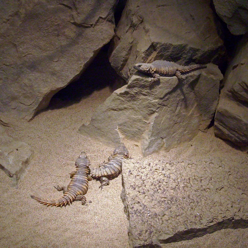Panzergürtelschweife im Zoologischen Garten Wuppertal im März 2010