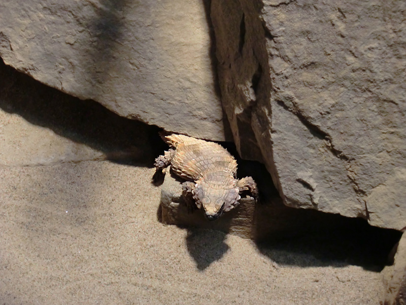 Panzergürtelschweif im Wuppertaler Zoo im Februar 2012