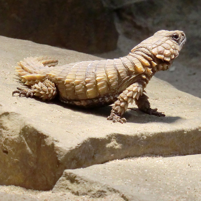 Panzergürtelschweif im Wuppertaler Zoo im Februar 2012