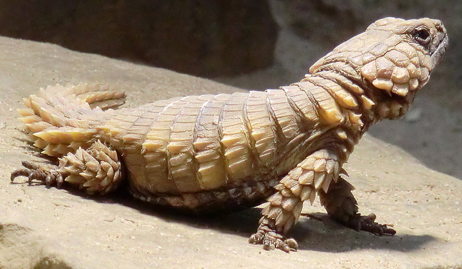 Panzergürtelschweif im Zoologischen Garten Wuppertal im Februar 2012