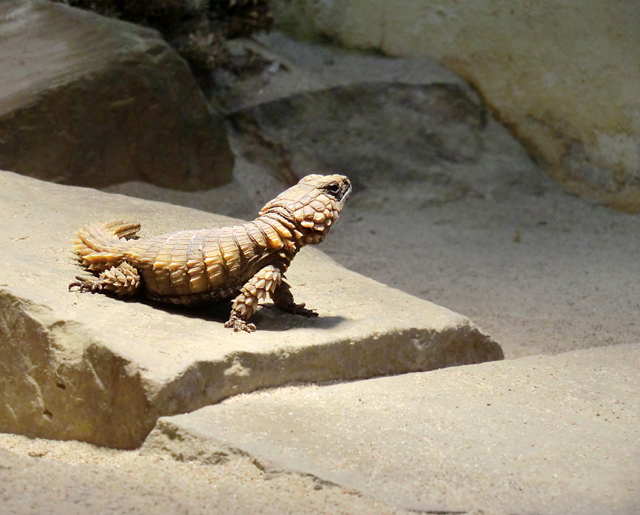 Panzergürtelschweif im Wuppertaler Zoo im Februar 2012