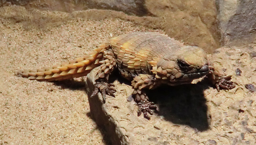 Panzergürtelschweif im Zoologischen Garten Wuppertal im März 2012