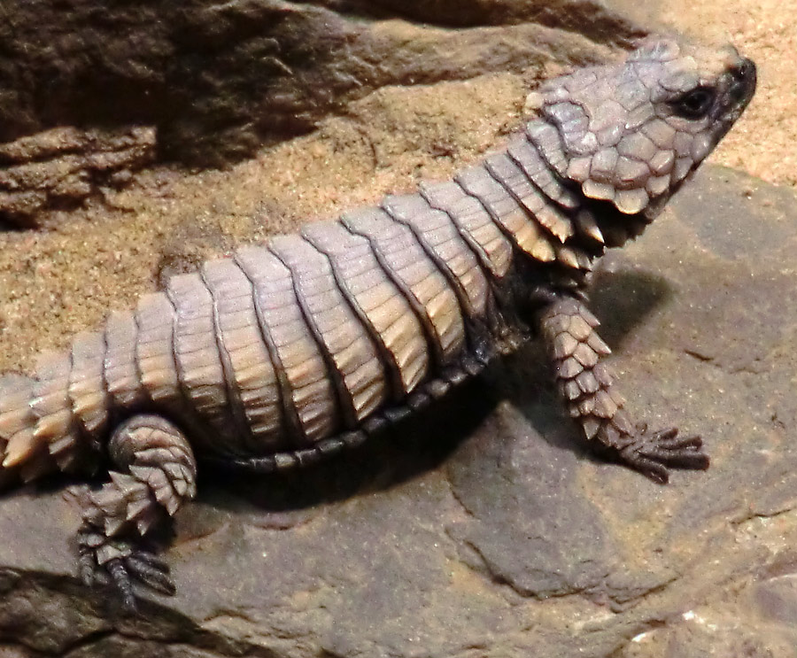 Panzergürtelschweif im Zoologischen Garten Wuppertal im Januar 2013