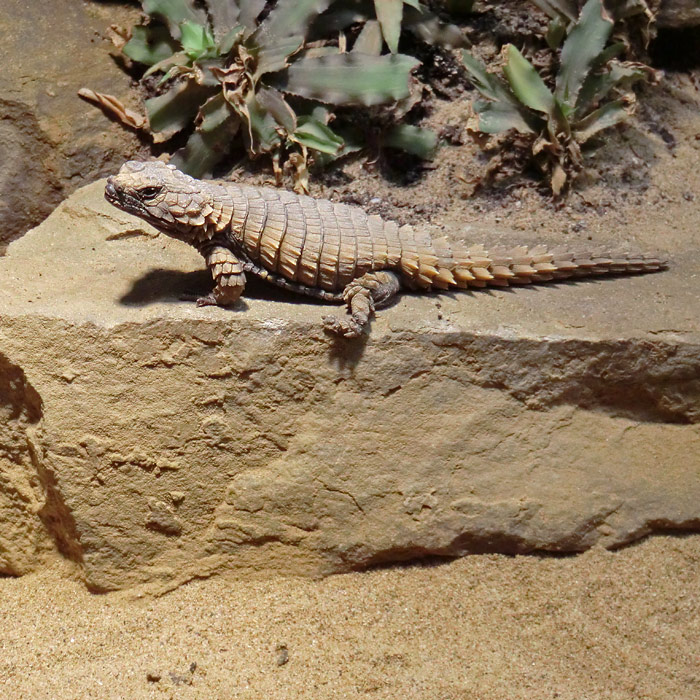 Panzergürtelschweif im Wuppertaler Zoo im Januar 2013