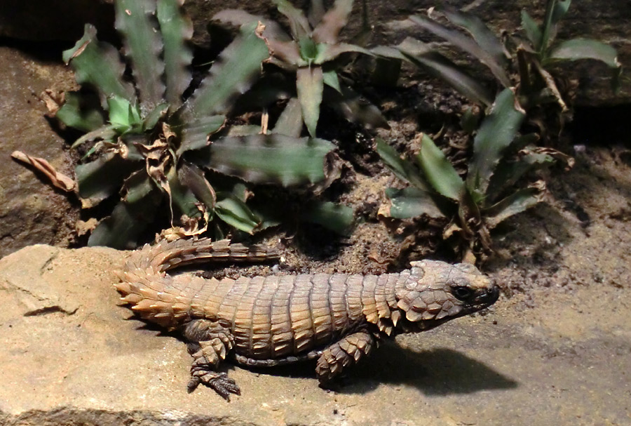 Panzergürtelschweif im Zoologischen Garten Wuppertal im Januar 2013