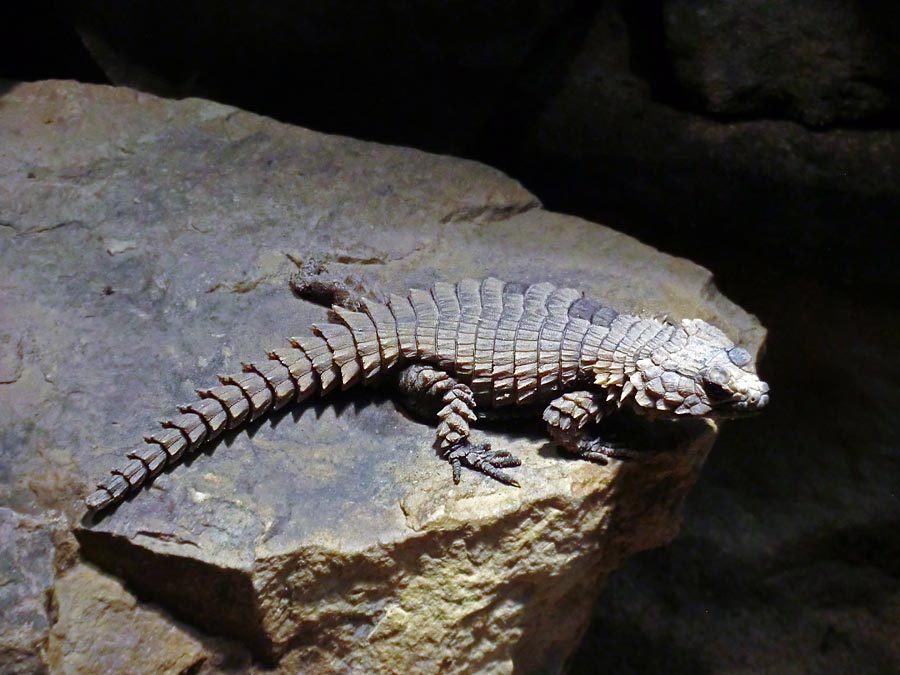 Panzergürtelschweif im Grünen Zoo Wuppertal im Januar 2014