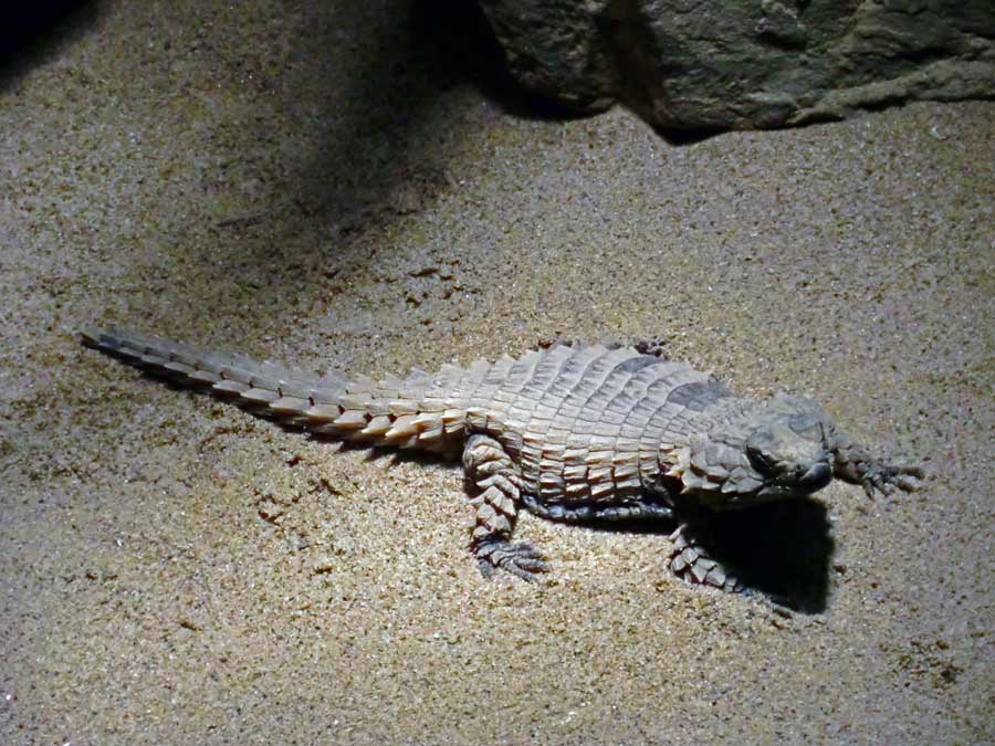 Panzergürtelschweif im Zoo Wuppertal im Januar 2014