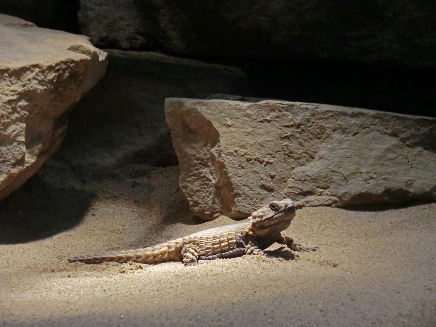 Panzergürtelschweif im Grünen Zoo Wuppertal im Januar 2014