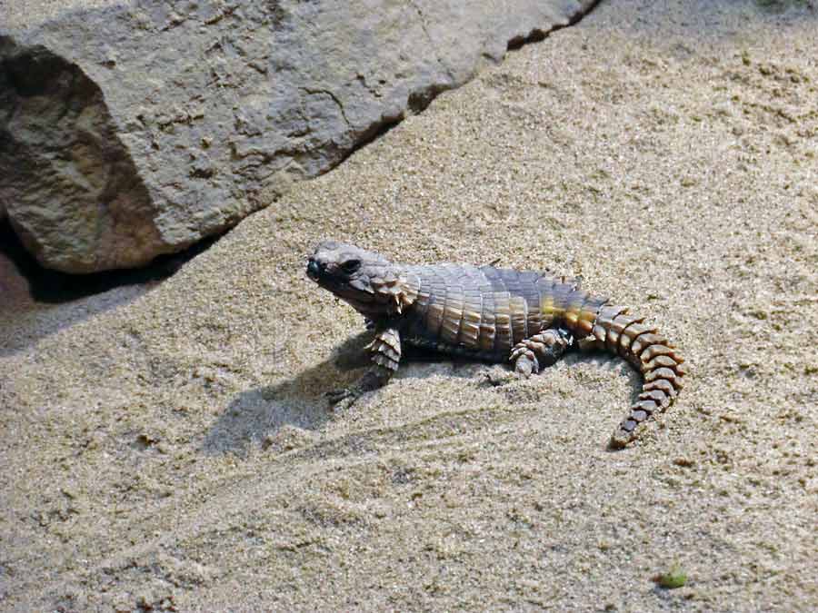 Panzergürtelschweif im Zoologischen Garten Wuppertal im August 2014