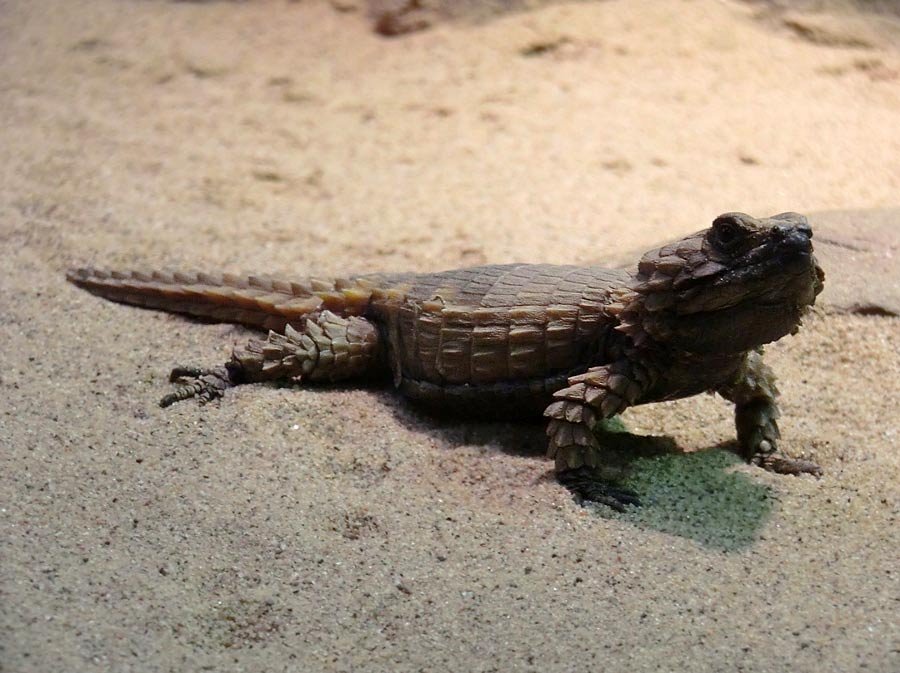 Panzergürtelschweif im Wuppertaler Zoo im August 2014