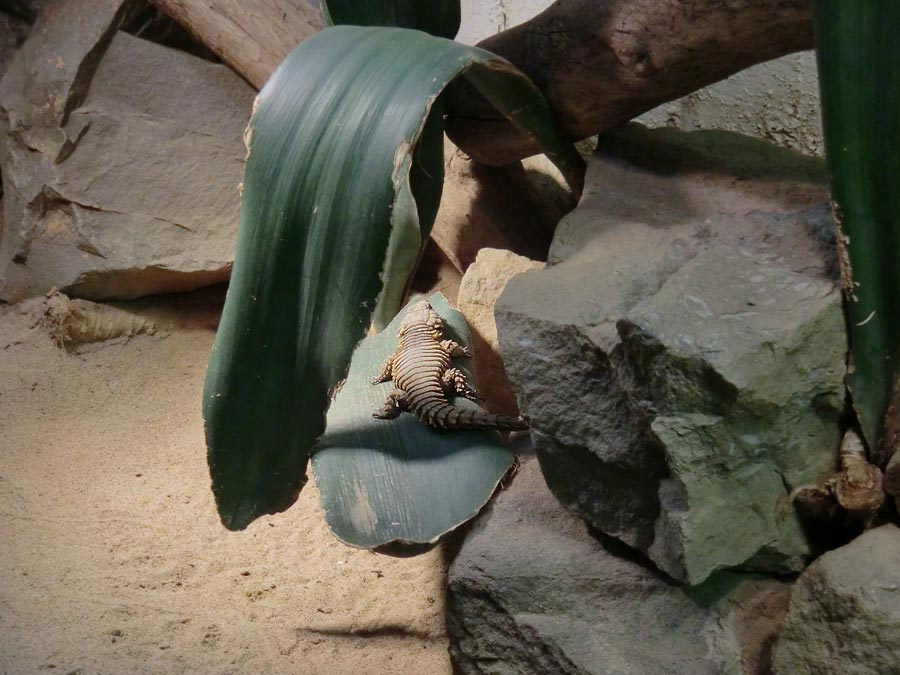 Panzergürtelschweif im Zoo Wuppertal im August 2014