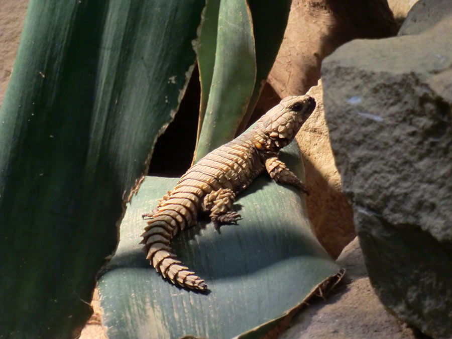 Panzergürtelschweif im Zoologischen Garten Wuppertal im August 2014