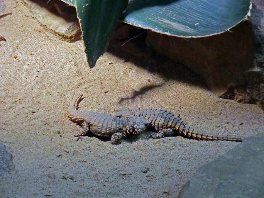 Panzergürtelschweife im Grünen Zoo Wuppertal im August 2014