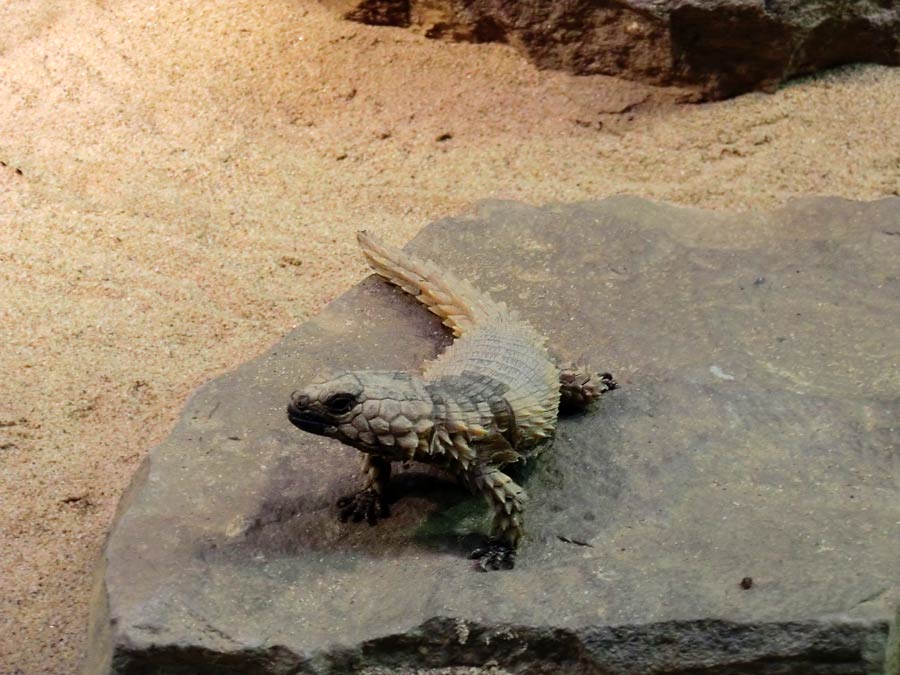 Panzergürtelschweif im Zoo Wuppertal im August 2014