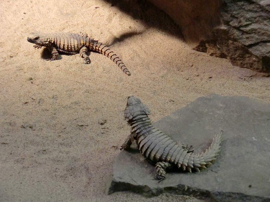 Panzergürtelschweife im Grünen Zoo Wuppertal im August 2014