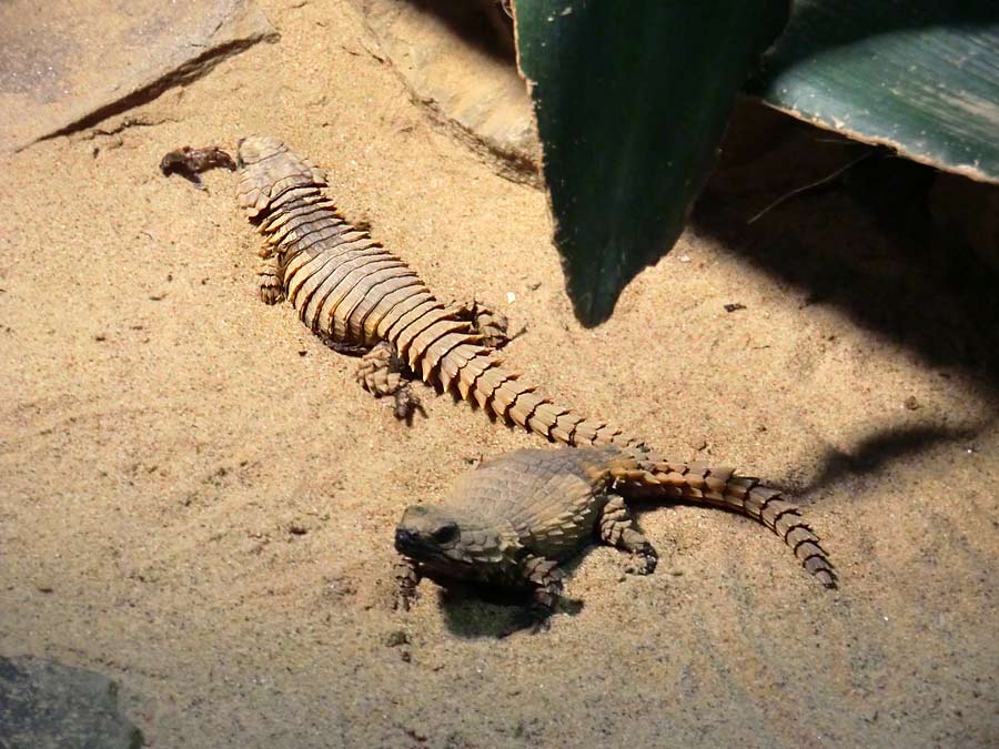 Panzergürtelschweife im Zoo Wuppertal im August 2014