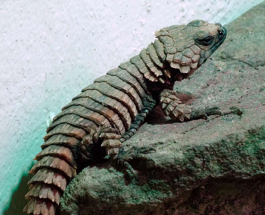 Panzergürtelschweif im Zoo Wuppertal im Januar 2015