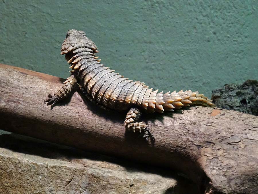 Panzergürtelschweif im Zoologischen Garten Wuppertal im Januar 2015