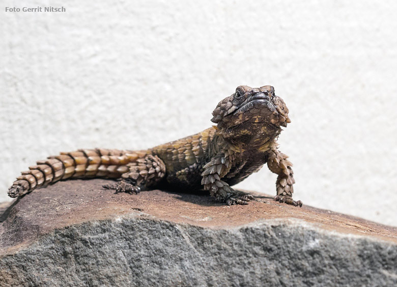 Panzergürtelschweif am 24. August 2018 im Schaugehege im Großkatzenhaus im Grünen Zoo Wuppertal (Foto Gerrit Nitsch)