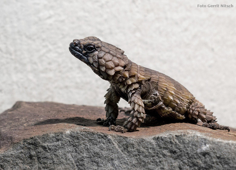 Panzergürtelschweif am 24. August 2018 im Schaugehege im Großkatzenhaus im Wuppertaler Zoo (Foto Gerrit Nitsch)