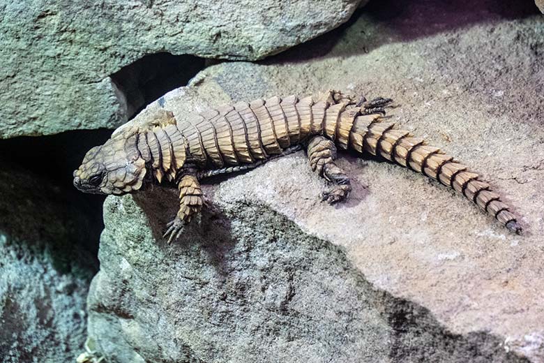 Panzergürtelschweif am 8. März 2024 in einem Schaugehege im Großkatzen-Haus im Zoologischen Garten Wuppertal