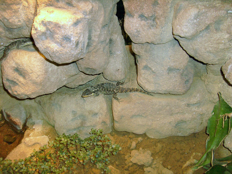 Zwerggürtelschweif im Zoologischen Garten Wuppertal im Dezember 2008